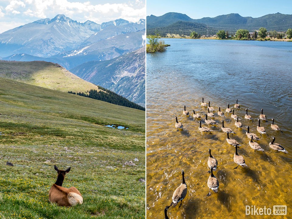 路边动物 路边动物