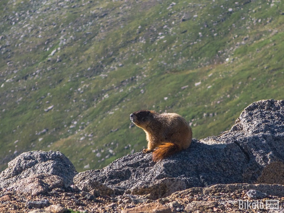 呆萌的土拨鼠 呆萌的土拨鼠