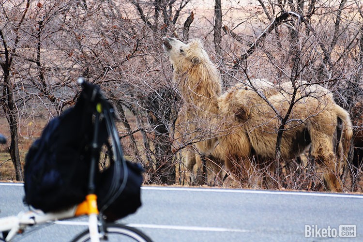 骑行路上遇到骆驼 骑行路上遇到骆驼
