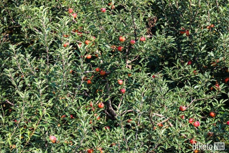 ﺣ[4]ùԵζ_BIKETOƵ