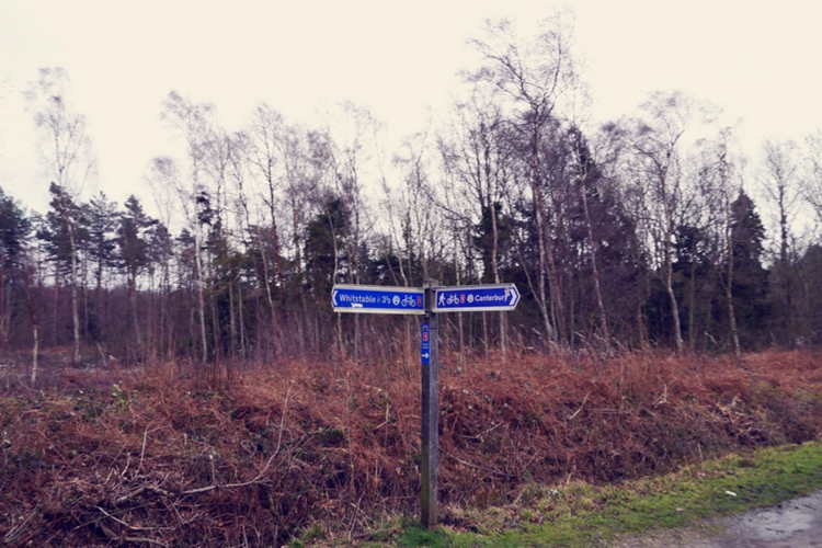 Journal_MyUnseenCity-Brompton_Whitstable-Scallops-Lemon-Parsley_10-1.jpg Journal_MyUnseenCity-Brompton_Whitstable-Scallops-Lemon-Parsley_10-1.jpg