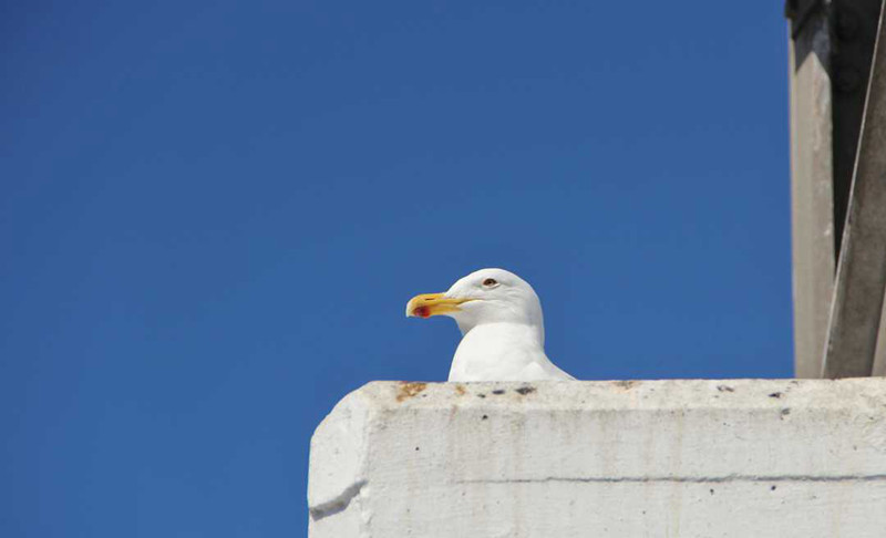 �����μ�,��������,��������,��������,��������¹�Ȩ,�Ϸ�����