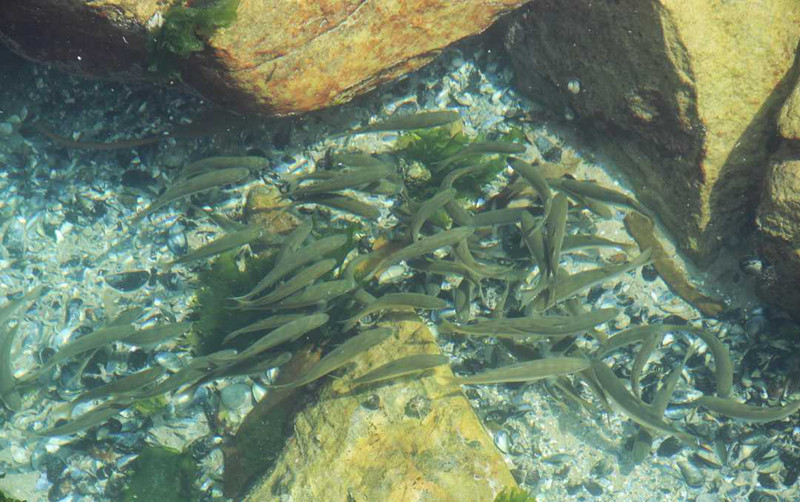 �����μ�,��������,��������,��������,��������¹�Ȩ,�Ϸ�����