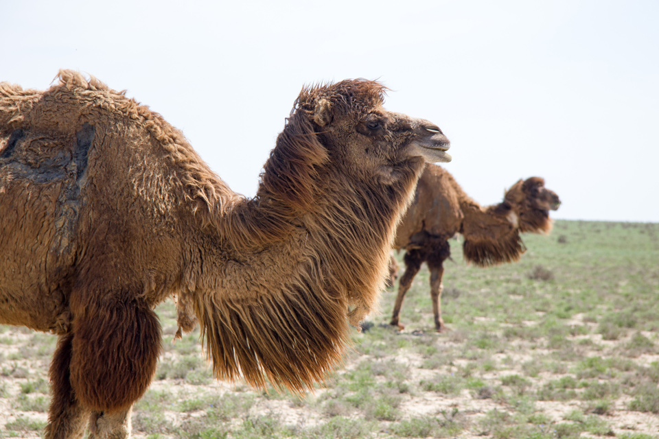 ����-��ɫɳĮ����֮��