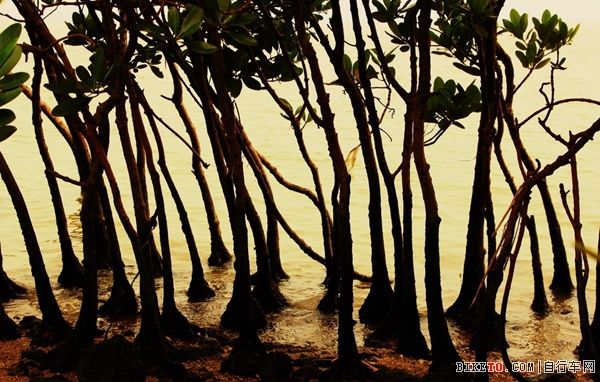 深圳红树林.jpg