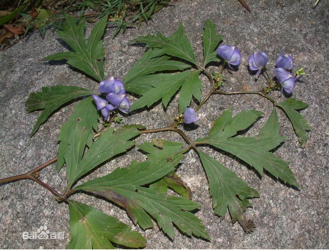 千万不能误食的十五种有毒野菜